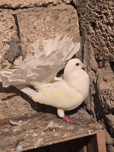 goyercin satışı: Ağ rəngli fantail göyərçin - Növ: Fantail (yelpik quyruqlu dekorativ — 2