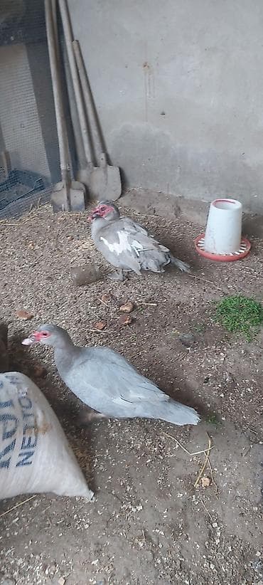 erkey pisik adlari: Təmiz lavanda cüt satılır - Növ: musk (indo) ördəyi - Rəng — 1