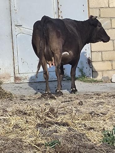 inek fermasi: 4 qarna digacaq İnsallah Sutdu heyvandi Dogmaqina az qalib — 2