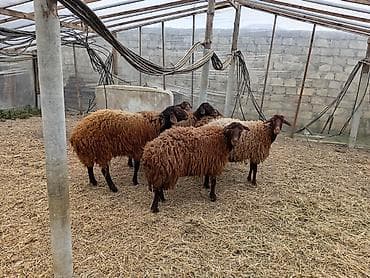 qala qoyunlar: Dişi, Qala, il: 1, 50 kq, Damazlıq, Ünvandan götürmə — 7