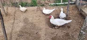 Gəmiricilər: Dişi, | Lal ördək, Damazlıq, Ünvandan götürmə — 6