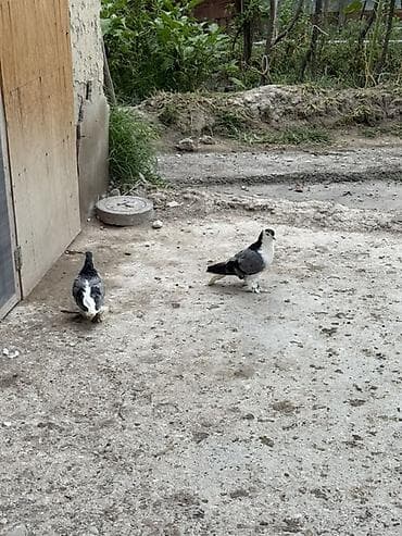 quş: Göy delfinler satilir ciddi alicilar yazsin — 4