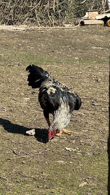 Məhsul: heyratı xoruz satılır 8 aylıqdır (uzunboylu, sərt skeletli