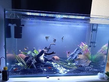 Dördbucaq akvarium, Balıqlarla birlikdə, 300 l