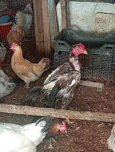 Heyvanlar: Salam Hövsan kənddə 118 nömrəli məktəbin yanında gelib heyvanlara — 1