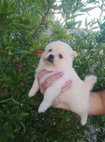 İtlər: Şpitz, 1 ay, Erkek — 9