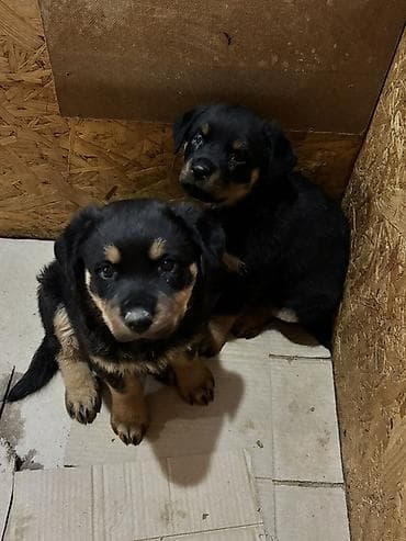 zvanok balası: Rotveyler, 2 ay, Dişi — 8