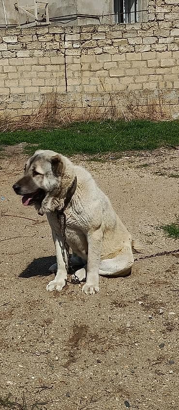 kangal iti satisi: Kanqal, 2 il — 3