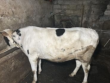 limuzin inek: Ətlik duye dogmamis - Rəng: ağ fonda qara ləkələr - Güclü sümük — 8