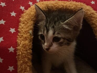 Digər heyvanlar: Dişi, Yaxşı əllərə, Ünvandan götürmə — 6