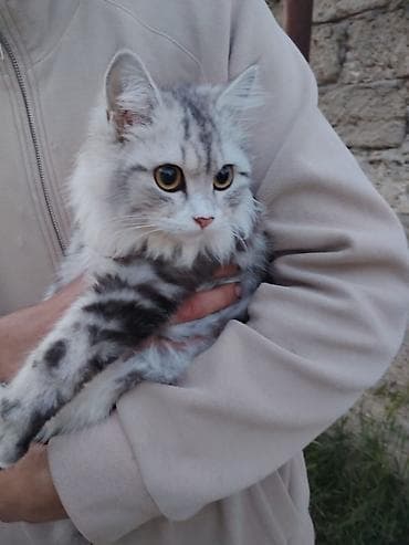 scotland pisikler: Tabbi — 4