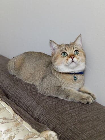 Qızıl şinşilla, Erkək, Cütləşmə üçün lalafo.az -da Qızıl şinşilla, Erkək, Cütləşmə üçün