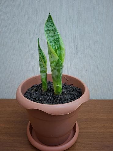 Sansevieriya "Laurentii" (Qayınana dili) dibçəkdə ​Yarpaqlarında gözəl