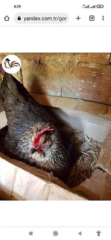 Toyuq, Yumurtalıq, Ünvandan götürmə, Pulsuz çatdırılma