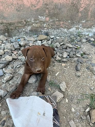 pitbul balası: Pitbul, 1 ay — 7