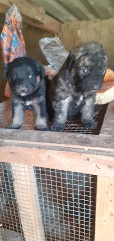 afçarka: Peyvəndli — 8