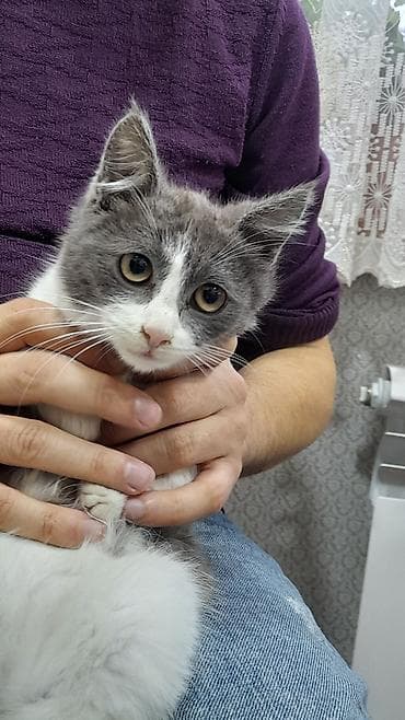 переноска для кошек баку: -Şirin bala pişik satılır -British tipinə oxşayan, qarışıq ev pişiyi — 2