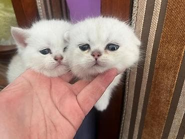 Золотая шиншилла — 10