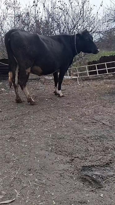 mal qara: Dişi, Simental, il: 4, Südlük, Ünvandan götürmə — 3