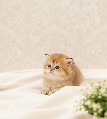 pişik evləri: 👑 Elite Golden Chinchilla balaları – ağ, qızılı və pələng naxışlı Ev — 8