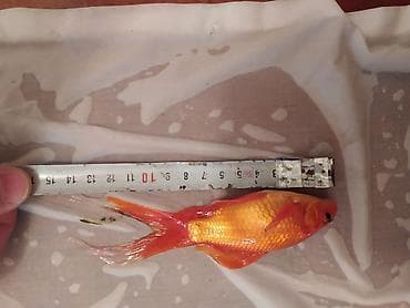 Balıqlar: Qızıl balıq, Sülhsevər, Pulsuz çatdırılma — 8