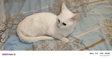 Van, Dişi, Yaxşı əllərə, Ödənişli çatdırılma