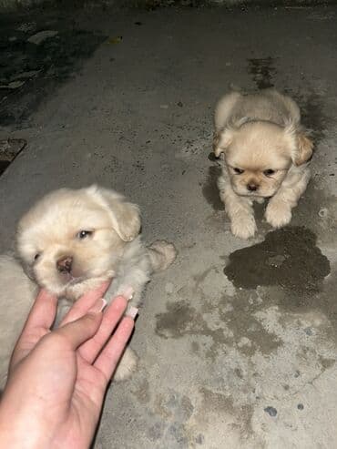 gencede itler: Pekines, 2 ay, Erkek, Peyvəndli — 11