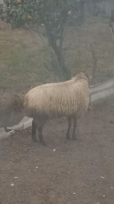 xarkov toyuqları satışı: SATILIR.QOÇ CİNSİ :ŞAMAXI,TAM SAĞLAM.2 YAŞI VAR.QOYUNLAR BALADAN — 2
