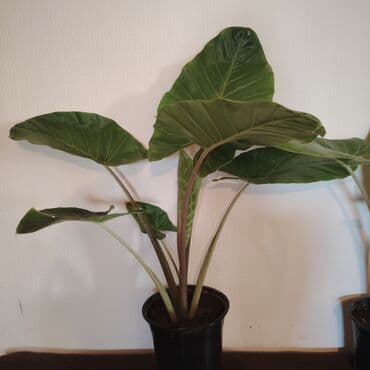 fil qulagi gulu: 10 və 8 azn Alocasia (Fil qulağı) dekorativ ev bitkisi - Növ — 1