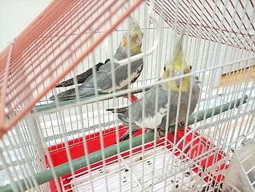 quş üçün qəfəs: Tutuquşu (korella) cutlukdu hamsi bir yerde 40m (qefes daxil — 4