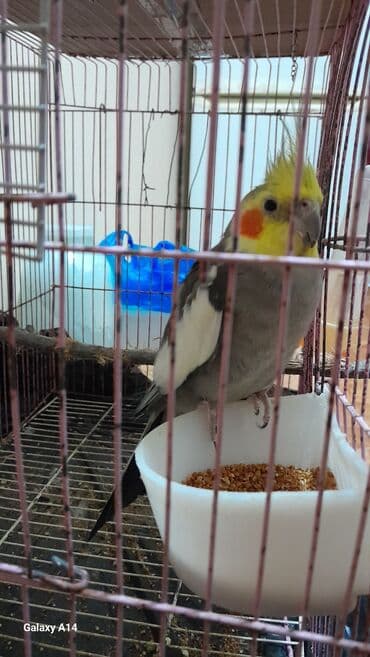 Məhsul: Ev quşları – nimfa (cockatiel) və dalğıc (dalmatin) cinsli iki