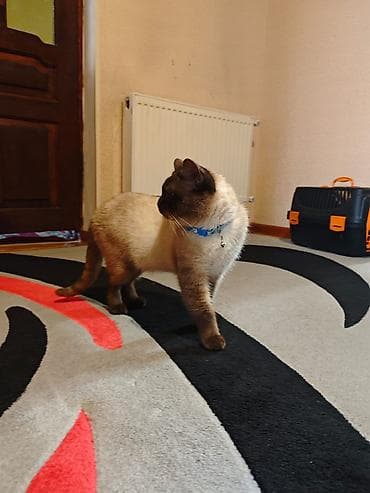 böyüməyən pişiklər: Siam, Erkək — 2