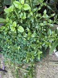 yeni il şənliyi 2022: Xalça — 48