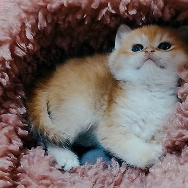 Britan, Yaxşı əllərə