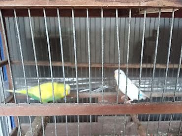 karella qus: Sağlam erkəy və dişi papuqaylar satılır Təsvir: - Rənglər: biri tam — 3