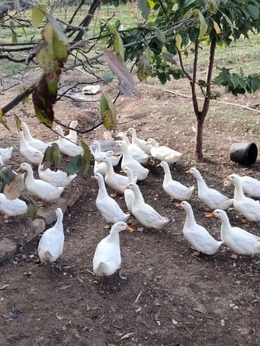 Gəmiricilər: 1 kilo 300 dən çox etleri gelir temiz kilo yarm gelen de var bir ededi — 3