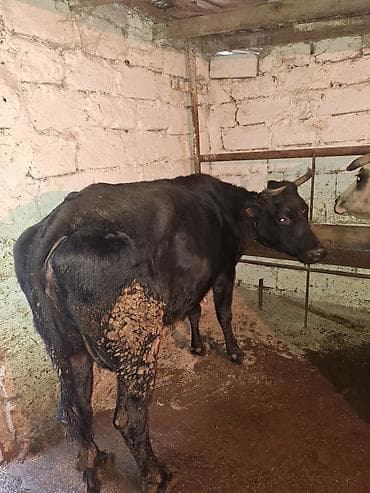 Qoyunlar, qoçlar: Məhsul: Mal-qara (inək) qisir inekler 1650 den deyirem Təsvir: - — 6