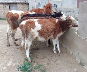 Dana, buzov, Dişi, Simental, ay: 4, 40 kq, Damazlıq