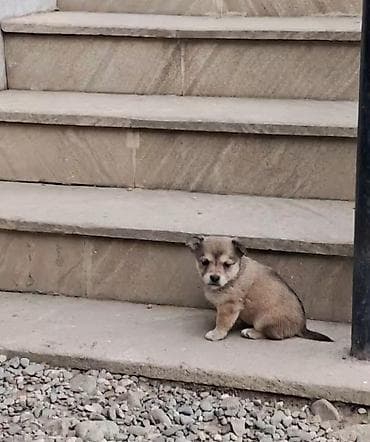 Zvonok, 3 ay, Dişi, Cütləşmə üçün, Ünvandan götürmə