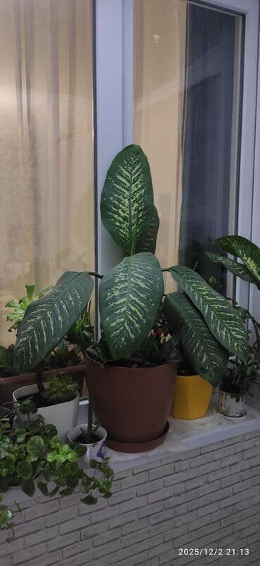 güldəfnə bitkisi: Dieffenbachia – dekorativ yarpaqlı otaq bitkisi - Növ: Dieffenbachia — 2