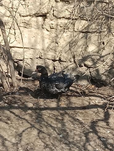 K/t heyvanları üçün mallar: Dişi, | Lal ördək, Damazlıq — 1