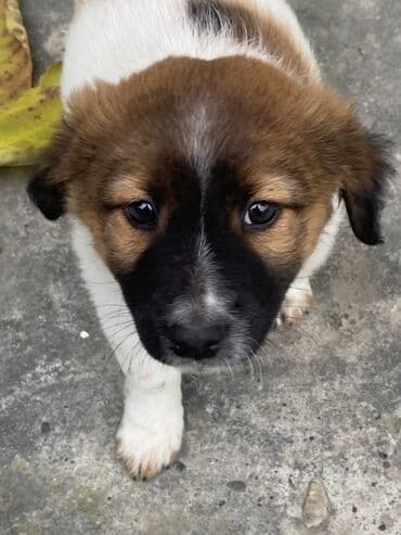 it cütləşdirmək: Belçika çoban iti, Erkek, Peyvəndli — 2