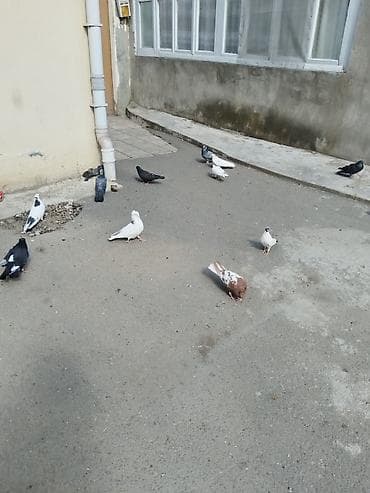 aksolotl satışı: Satılır tərcitmə quşlar 30 quş gəncə 150 manat — 5