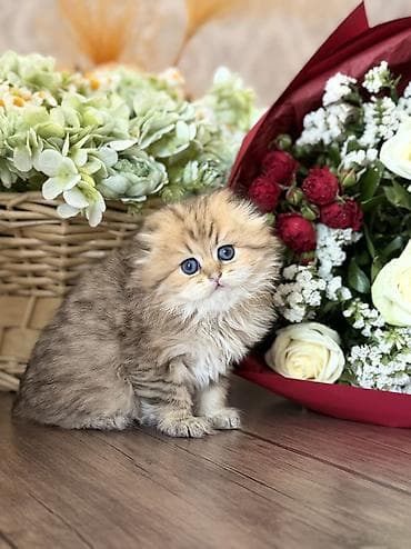 ucuz it: 🐾 Chinchilla Longhair bala pişiklər ✨ Saf cins Chinchilla Longhair — 2