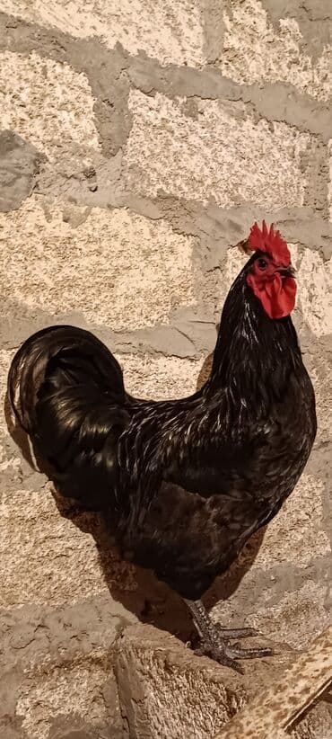 gence xoruz: Salam ❗Təcili satilir❗alman cinsi astrolop temiz qan 6 ayliq aktiv — 2