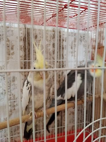 babil quşu: Saglam Cut Karella.1 Defe bala veribler kletkasiz satilir.Qiymet — 6