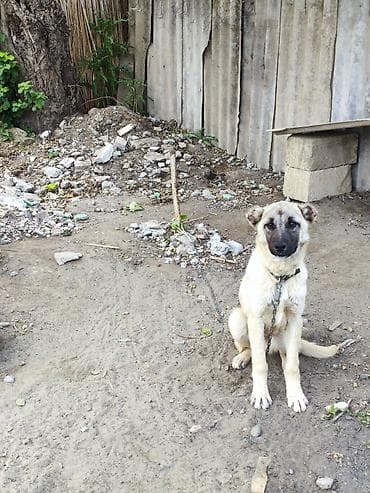 iran coban iti: Kanqal, 5 ay, Peyvəndli — 2