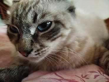 heyvan alqi satqisi: Siam, Erkək, Yaxşı əllərə, Ünvandan götürmə — 3