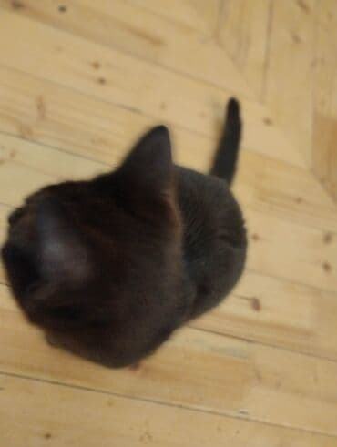 İtlər: Yaxşı əllərə — 9