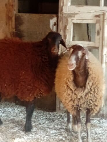 pişiklər üçün bit dərmanı: Dişi, Qala, il: 1, 50 kq, Damazlıq, Ünvandan götürmə — 6